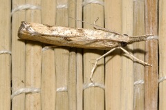 Agriphila inquinatella