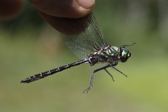 Somatochlora albicincta