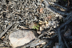 Anacampseros retusa
