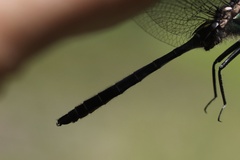 Somatochlora albicincta