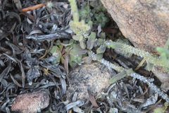 Anacampseros retusa