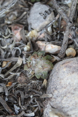 Anacampseros retusa