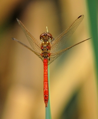Sympetrum vulgatum