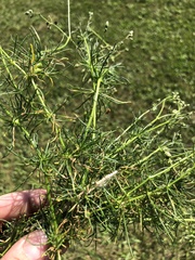 Spergula