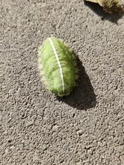 Limacodidae