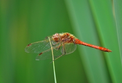 Sympetrum vulgatum