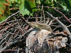 Lacerta agilis
