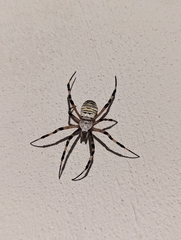 Argiope bruennichi