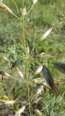 Arrhenatherum elatius