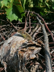 Lacerta agilis