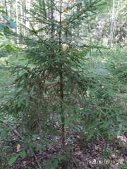 Picea abies