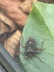 Pentatoma rufipes