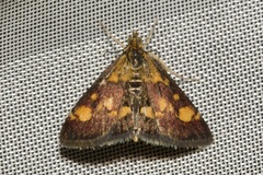Pyrausta aurata