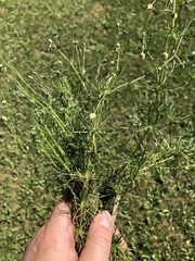 Spergula