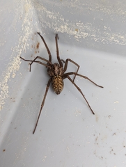 Eratigena atrica