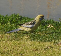 Platycercus elegans flaveolus