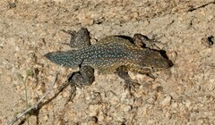 Uta stansburiana elegans