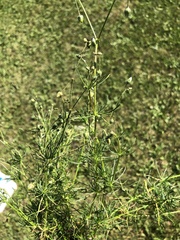 Spergula