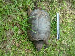 Chelydra rossignonii