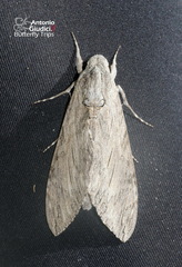 Agrius convolvuli