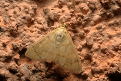 Pyraustini
