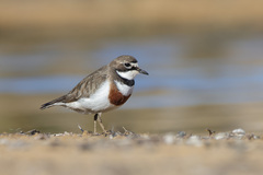 Charadrius bicinctus