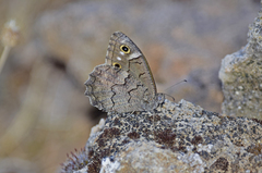 Hipparchia fatua