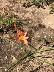 Moraea flaccida