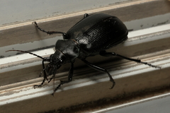 Calosoma