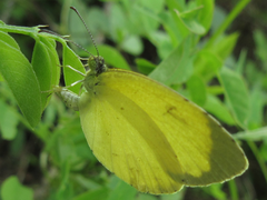 Eurema