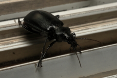 Calosoma