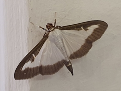 Cydalima perspectalis