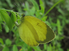 Eurema
