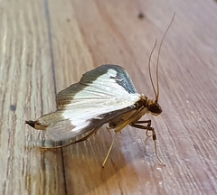 Cydalima perspectalis