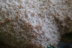 Didymium mucilago