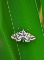 Nymphula nitidulata