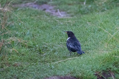 Turdus torquatus