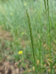 Hordeinae