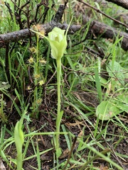 Pterostylis alpina
