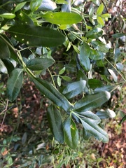 Jasminum didymum racemosum
