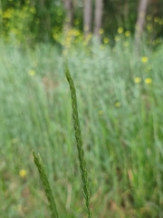 Hordeinae