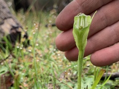 Pterostylis alpina