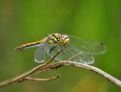 Sympetrum danae