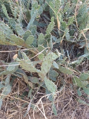 Opuntia