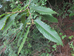 Castanea crenata