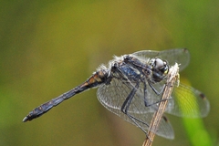 Sympetrum danae