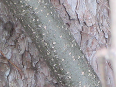 Castanea crenata