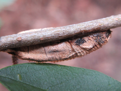 Sphingidae