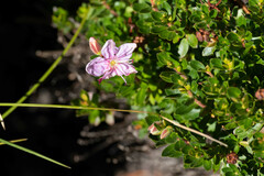 Rhodothamnus chamaecistus