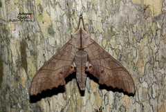 Marumba sperchius